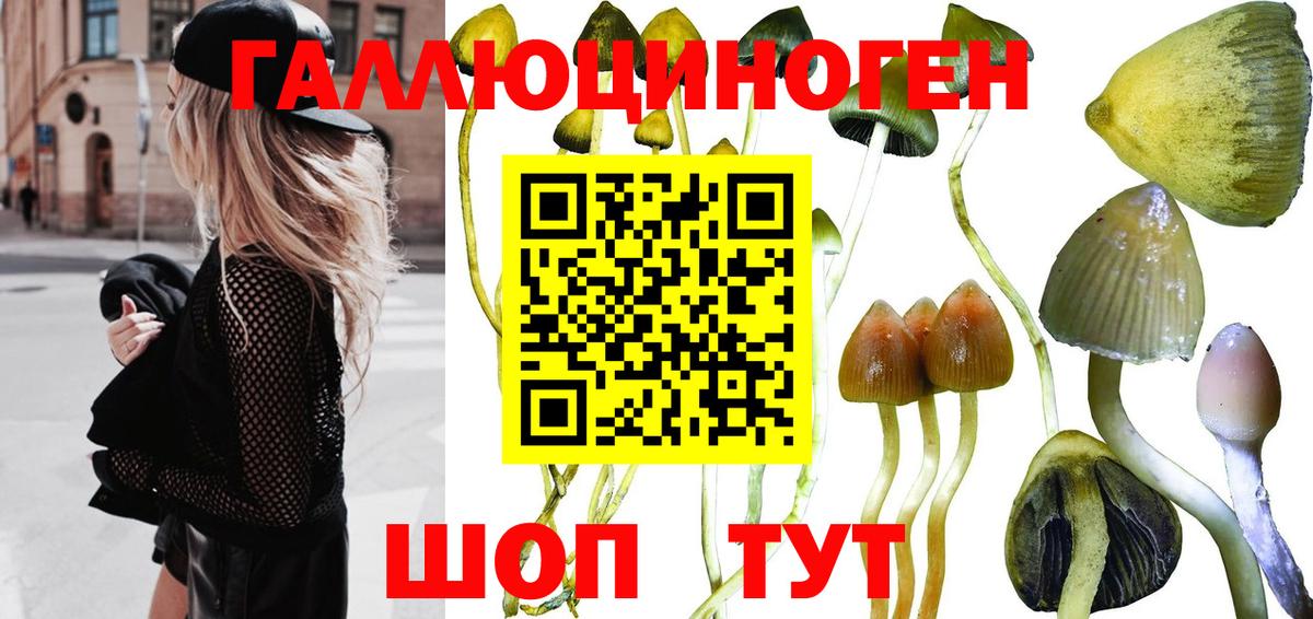 где продают   Конаково  Псилоцибиновые грибы GOLDEN TEACHER 